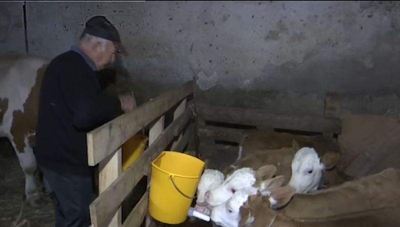 Čudo u selu Lepaja: Krava Beba otelila čak četiri teleta VIDEO