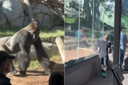 Gorila razbila zaštitno staklo u zoološkom vrtu: Posjetioci vrištali VIDEO