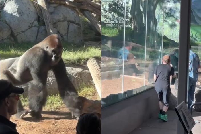Gorila razbila zaštitno staklo u zoološkom vrtu: Posjetioci vrištali VIDEO