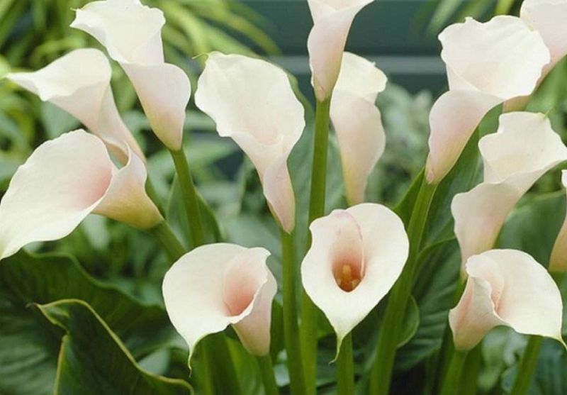 Kala – cvijet sa dvojnom simbolikom: Po narodnom vjerovanju ne valja ih unositi u kuću, evo i zašto