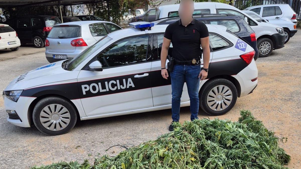 Uhapšena jedna osoba: U plasteniku u dvorištu kuće uzgojio 50 kilograma marihuane