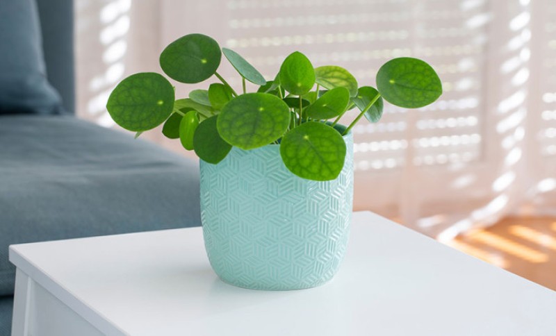 Ova sretna biljka novac privlači kao magnet: Vodite računa – u ovome je caka