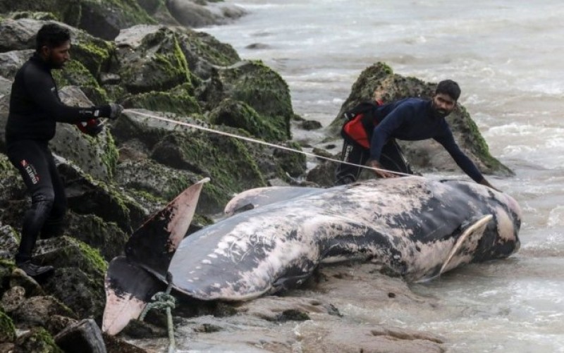 Nije bilo akcije spasavanja: Više od 20 kitova uginulo nakon što su se nasukali na Novom Zelandu