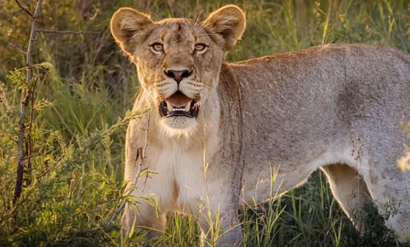 Komšija heroj spasio dijete! Lavica pobjegla iz kuće i napala dječaka (11)