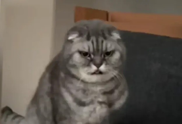 Mačak nije bio oduševljen vjenčanjem vlasnice: Njegova reakcija je urnebesna VIDEO