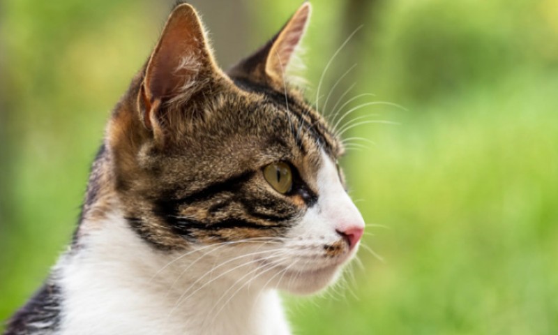 Nerijetko slave i 20. rođendan: Evo koliki je prosječni životni vijek mačaka