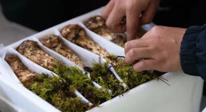 Aukcija za njihovo prvo branje ove jeseni: Osam pečuraka prodato za skoro 5.000 evra