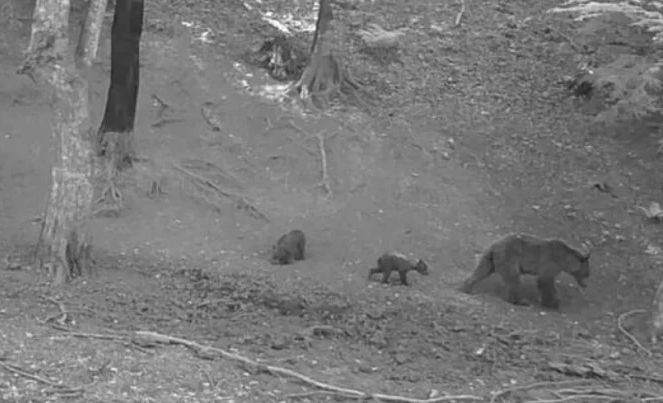 Upozorenje: Ovim područjem u BiH se kreću medvjedi, mogu biti agresivni