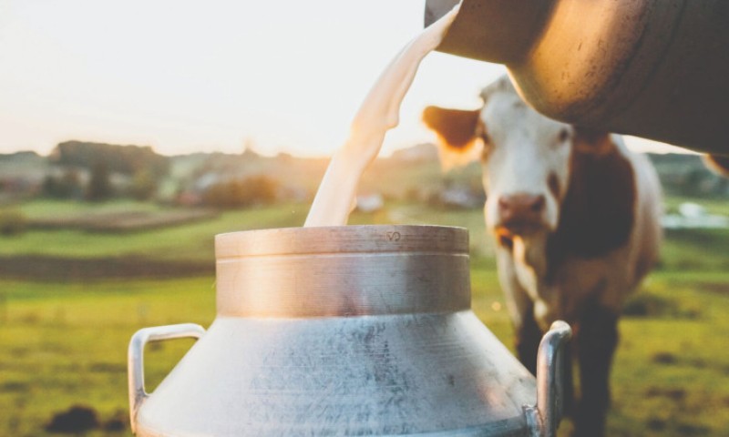 Kompanija saopštila: Lidl u Srbiji najavio otkup milion litara mlijeka od domaćih proizvođača