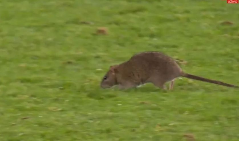 Pacov prekinuo meč Vels – Belgija: Navijači ga pozdravili ovacijama