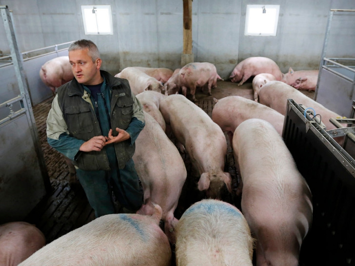Sezona svinjokolja polako se približava: Pala cijena tovljenika, ali i nada uzgajivača