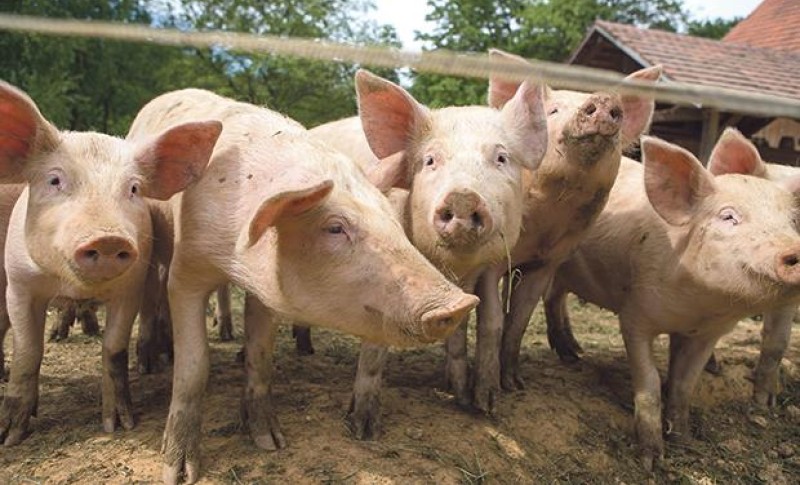 Novčanici ponovo “na udaru”: Skočile cijene prasića, evo šta je sa ostalom stokom