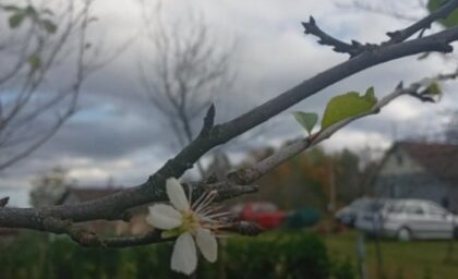 Neočekivani prizori dolaze iz Prijedora: Šljive opet procvjetale – ovaj put u oktobru FOTO
