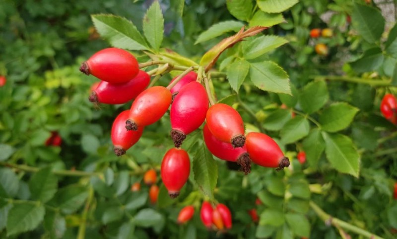 Potražnja ogromna, ima čak i ljekovita svojstva: Biljka od koje može da se zaradi i do 9.000 evra