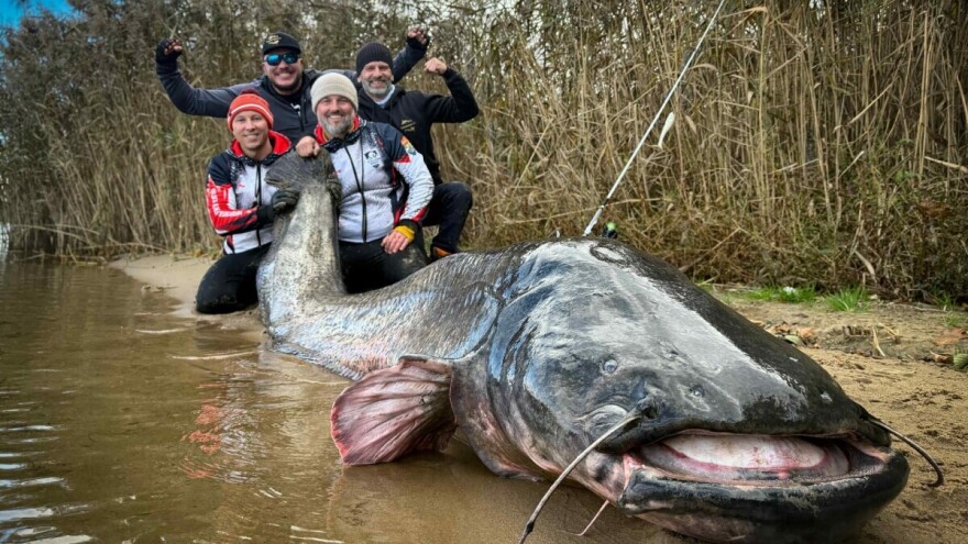 Najveći na svijetu: Ulovili zvijer od 292 centimetra VIDEO
