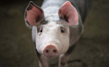 Značajan pomak! Evo kako se u Republici Srpskoj spriječilo širenje afričke kuge