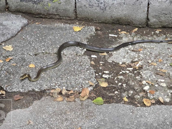 Neobičan prizor iznenadio ljude u BiH: Zmija usred oktobra “prošetala” centrom