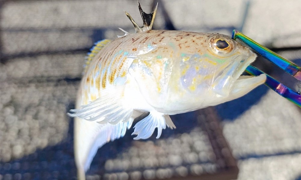 Riba pauk: Najotrovnija riba na Jadranu ulovljena u BiH