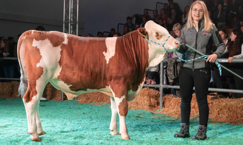 Elitna aukcija: Mladi bik prodat za čak 146.000 evra VIDEO