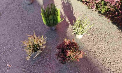 Dolazi njenih pet minuta slave: “Kraljica zime” sve traženija roba FOTO