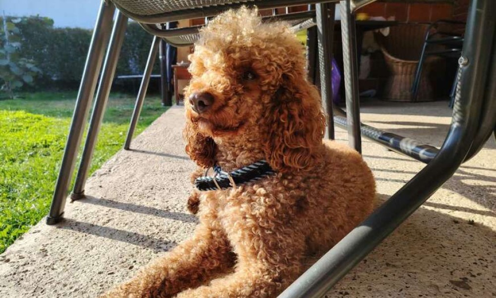 Potraga za Flopijem u Banjaluci se nastavlja: Vlasnici nude lijepu nagradu