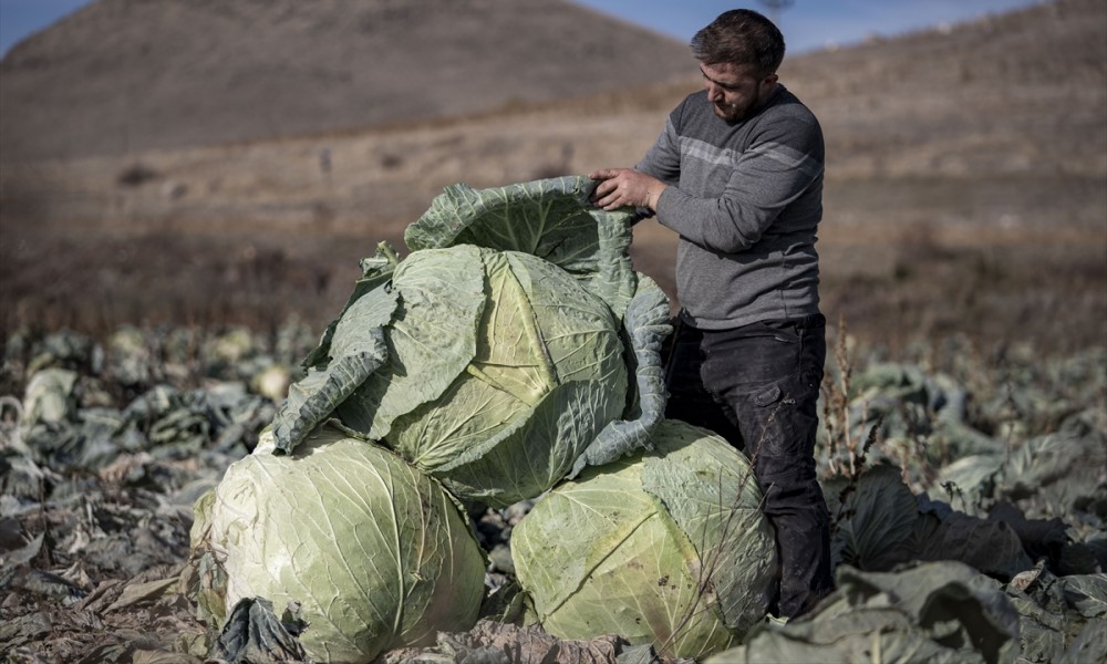 Koriste domaće sjeme: Uzgojili glavicu kupusa tešku 57 kilograma VIDEO