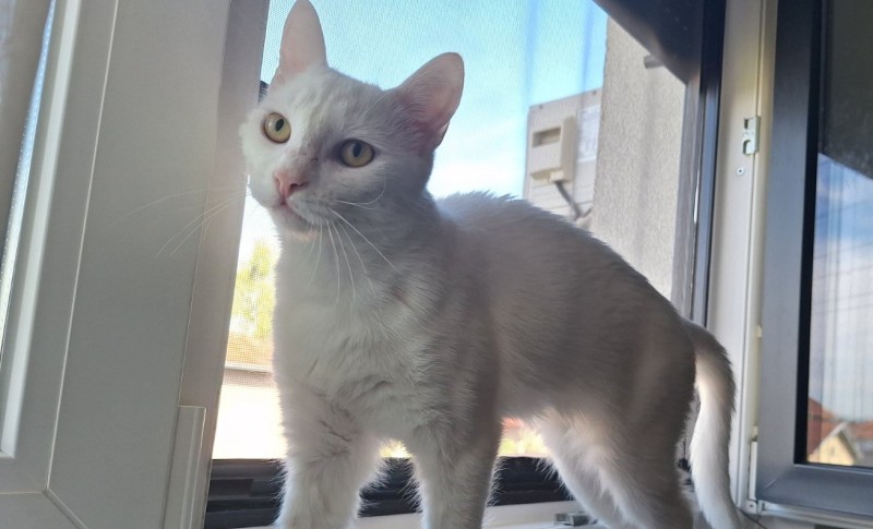 Nestala maca Luna: Mlada Banjalučanka pronalazaču nudi ozbiljnu nagradu FOTO