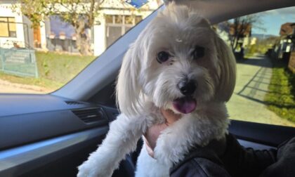 Kako li je tamo stigao? Pas iz Banjaluke pronađen u Prijedoru, pronalazač odbio nagradu