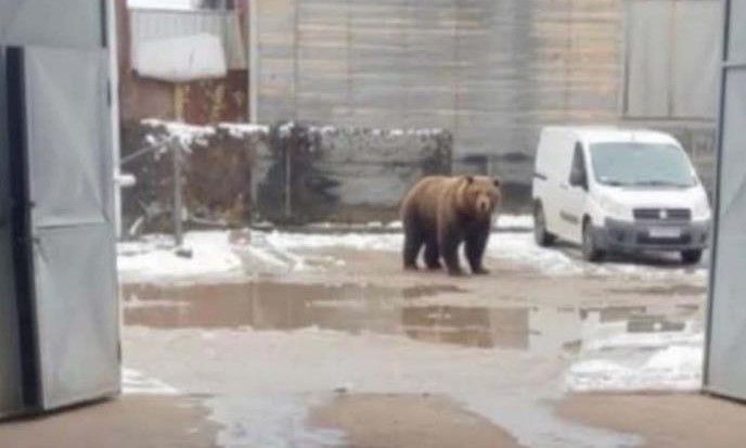 “Poštar sa Zlatibora”: Nepozvani gost došao u industrijsku zonu