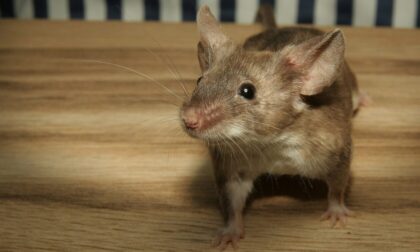 Efikasan način da ih se riješite: Miševi ne vole nikako mirise ovih biljka