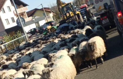 Stvorile se gužve: Ovce “zauzele” most u Klašnicama