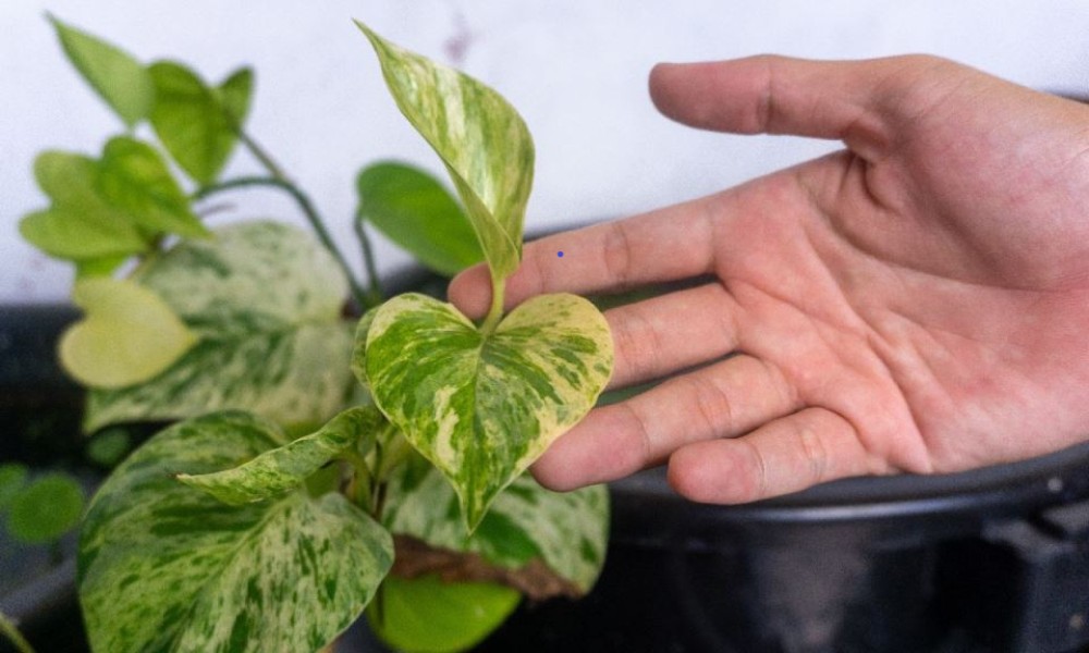 Prirodni čistač vazduha: Ovu biljku držite dalje od kućnih ljubimaca