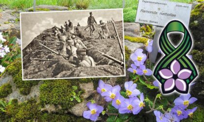 Dan primirja i cvijet koji oživljava: Zašto Srbi nose Natalijinu ramondu