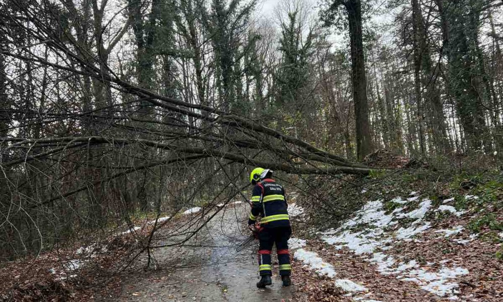 Banjalučki vatrogasci u akciji: Uklanjali stablo na Trešnjiku FOTO