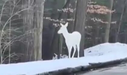 Da li ste ikada vidjeli albino jelena? Izgleda nestvarno VIDEO