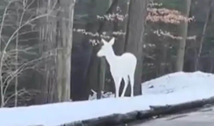 Da li ste ikada vidjeli albino jelena? Izgleda nestvarno VIDEO