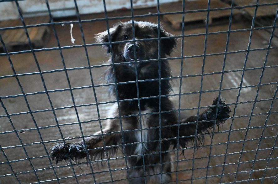 Azil na Manjači u lošem stanju: Volonteri traže hitnu reakciju Gradske uprave