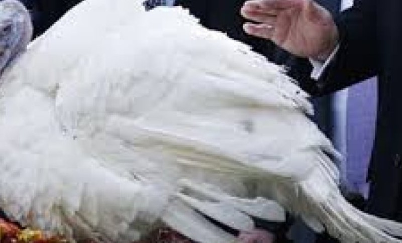 Tramp pomilovao dvije ćurke: Razmatrao da ih nazove Nensi Pelosi i Čak Šumer