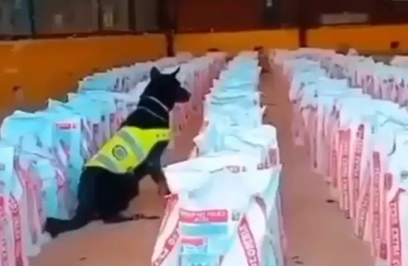 Čak 14 tona kokaina zaplijenjeno u luci: Droga vrijedna više od 380 miliona dolara iz Kolumbije išla za Evropu