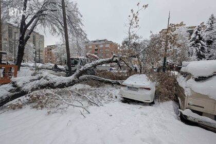 Ogromno drvo se srušilo u Sarajevu: Oštećeno više automobila