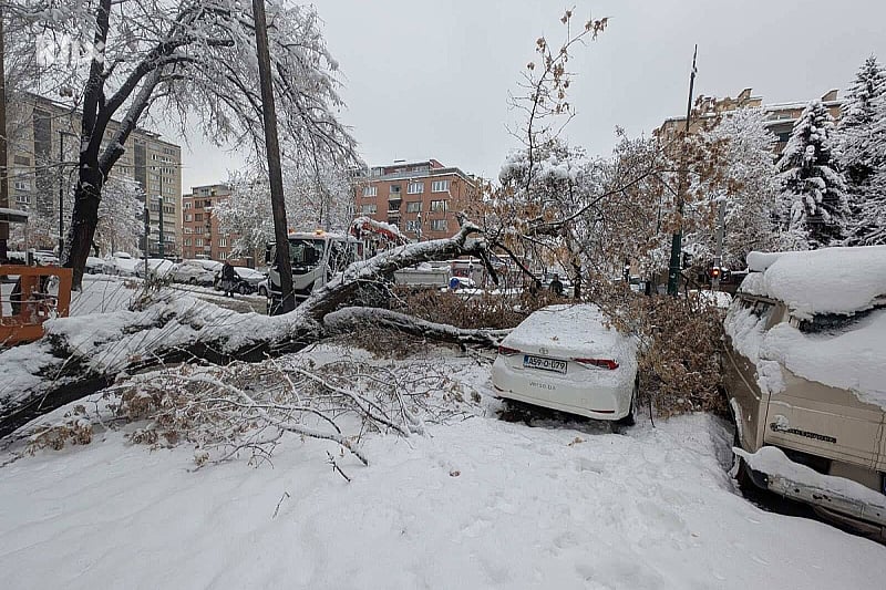 Ogromno drvo se srušilo u Sarajevu: Oštećeno više automobila