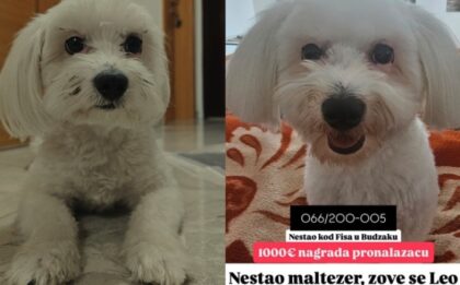 Potraga za maltezerom u Banjaluci: Vlasnik nudi pozamašnu nagradu onome ko ga nađe