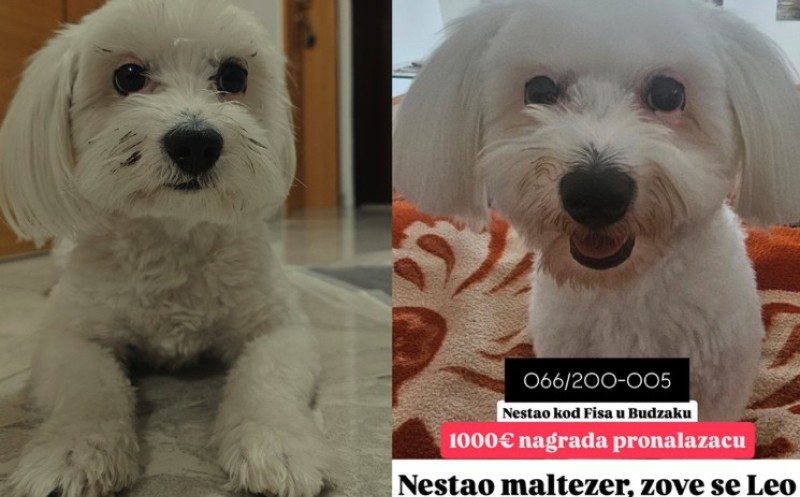 Potraga za maltezerom u Banjaluci: Vlasnik nudi pozamašnu nagradu onome ko ga nađe