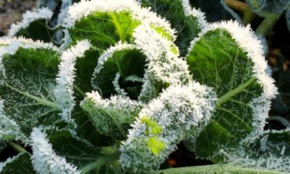 Uz pomoć besplatnih resursa iz vašeg vlastitog vrta: Trik koji štiti biljke od mraza