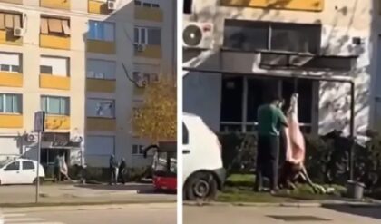 Srpska posla! Neviđena scena usred grada: Svinjokolj ispred zgrade VIDEO