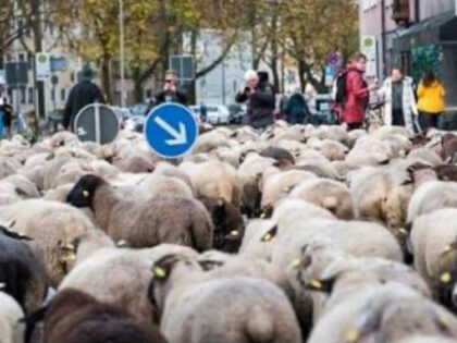 Radoznali prolaznici popalili mobilne telefone: Stotine ovaca prošlo centrom grada