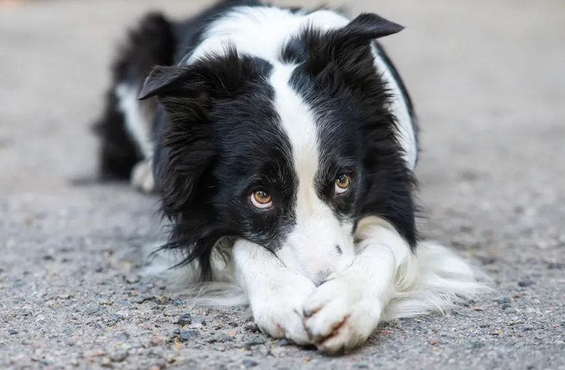 Pas digao stan u vazduh: Uključio šporet, izašao na terasu, a onda se začula eksplozija