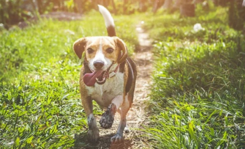 Sve zavisi od rase: Veterinarka otkrila koliko vremena pas treba provoditi sam