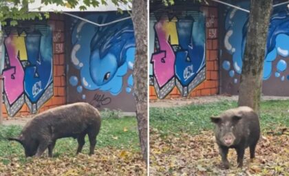 Nesvakidašnja scena u banjalučkom naselju: Odbjeglo prase šeta između zgrada VIDEO