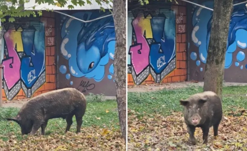 Nesvakidašnja scena u banjalučkom naselju: Odbjeglo prase šeta između zgrada VIDEO